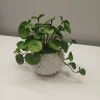 Artificial Money Plant