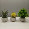 Combo Plants
