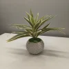 Potted Sanderiana Plants