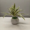 Potted Sanderiana Plants