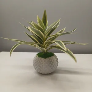 Potted Sanderiana Plants